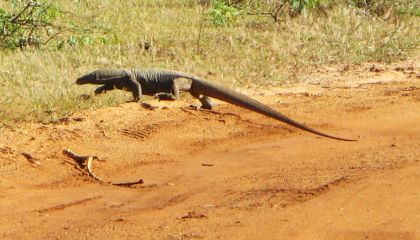 Land Monitor lizard crossing a road