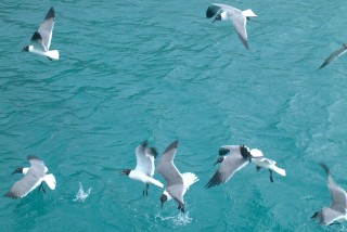 Laughing Gulls in flight