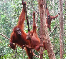 Orangutans spend most of their time in the trees