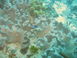 Leather coral is common in the lagoons of Tonga