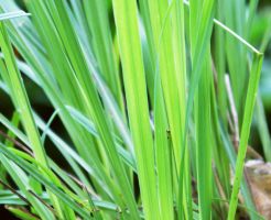 Lemon grass is used in many foods and cosmetics