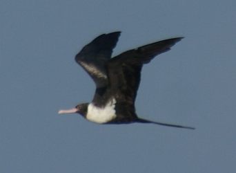 Lesser Firgatebird, female, off the coast of Borneo