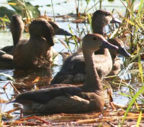 Lesser Whistling Ducks in yala National Park