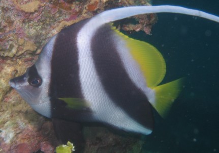 What Is The Name Of This Black Tropical Fish With White Stripes?