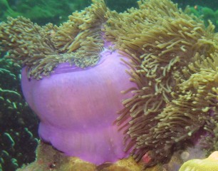 Bright underside of the Magnificent Anemone