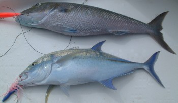 Two of the three excellent fish we caught in Makemo