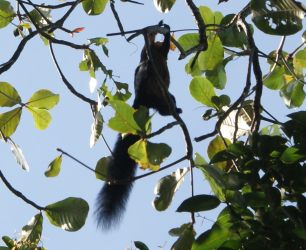 Malayan Black Giant Squirrel, on Penang Island