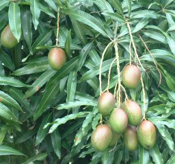 Cluster of Mangos hanging on the tree