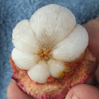 Mangosteen is sweet and succulent