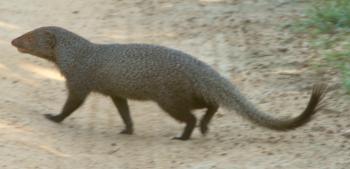 An Indian mongoose rapidly crossing a dirt road in Yala National Park