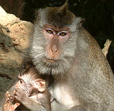 A Macaque mother and baby