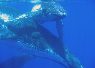 Chris's shot of humpback mother and calf, taken on a trip on Whalesong