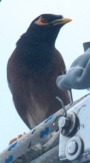 The Indian Myna bird is ubiquitous in Fiji