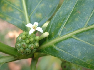 Both the leaves and the fruit of the noni plant are used medicinally.