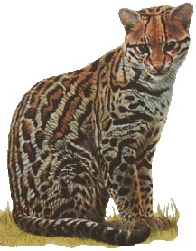 The Ocelot is a small wildcat that likes the water
