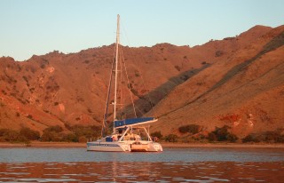 Ocelot in sunset light at Monco Bay, Komodo