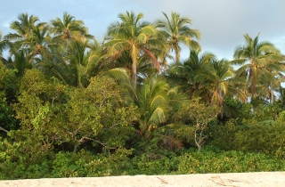 Coconut palms stand tall above the coastal vegetation in the South Pacific Islands
