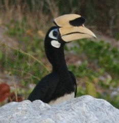 Oriental Pied Hornbill, with its beautiful facial markings
