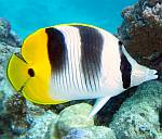 Pacific Double Saddle Butterfly fish