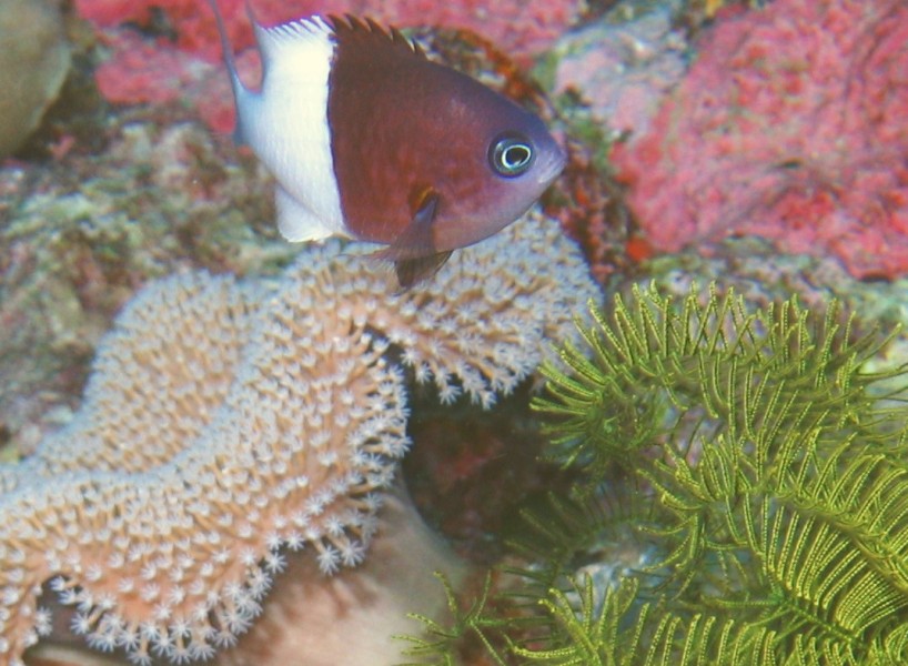 Pacific Coral