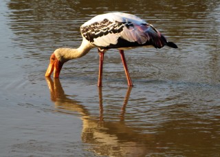 Painted Stork feeding in fresh water marsh