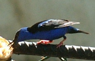 Unknown Panamanian bird. No larger photo available at this time