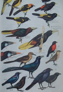 Page from Panamanian bird book