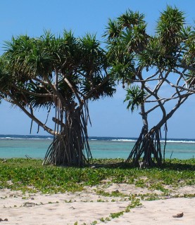 Pandanus trees withstand wind and sand and salt on this coral cay in Tonga.