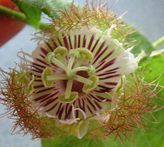 The intricate passion fruit flower