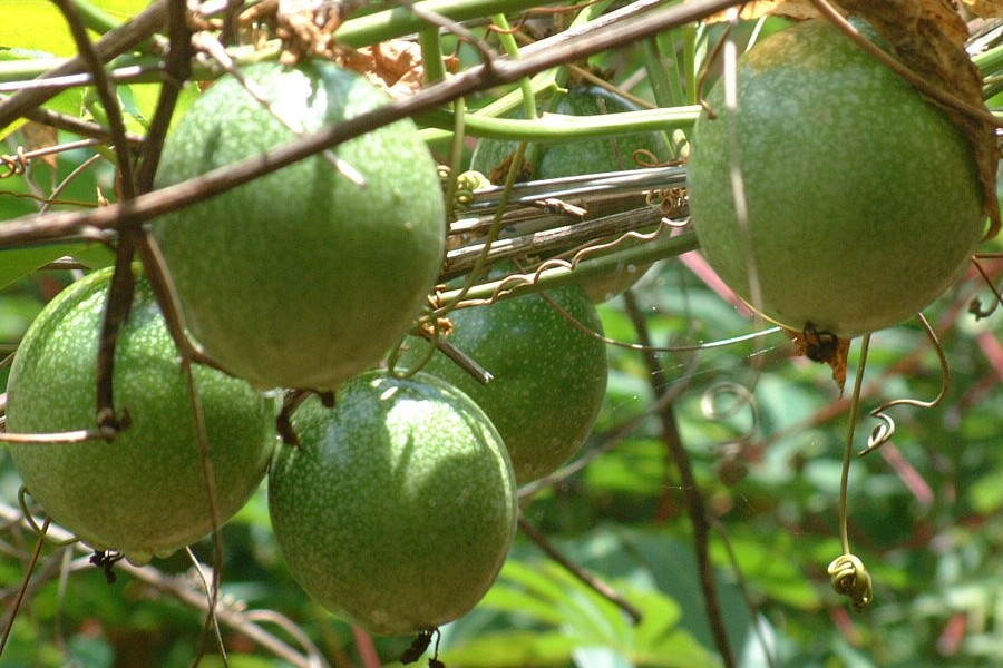West indian tree with large pulpy fruit