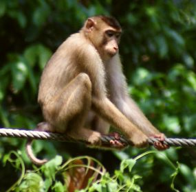 A pig-tailed macaque on the rope at Sepilok Orangutan Sanctuary, Borneo