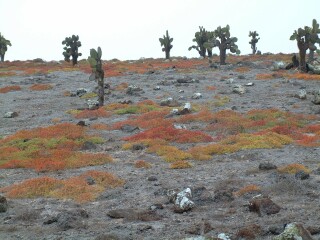 Brilliantly colored carpetweed with opuntia in the background