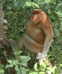 The droopy-nosed male Proboscis Monkey