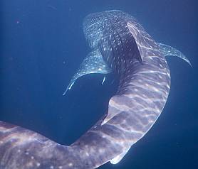 Sinuous, long, graceful and docile whale shark
