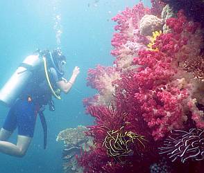 Rachel shoots soft coral bommie pictures, Little Komodo, Triton Bay