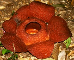 World's largest flower, Rafflesia
