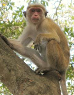 A Red Faced Macaque in Yala National Park