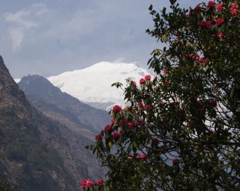 Blooming rhododendron under high peaks