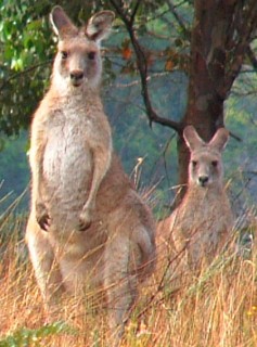 A large male stands guard in front of a female grey kangaroo