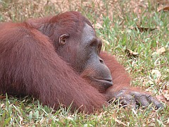 Samson, a young adult male rests on the park lawn