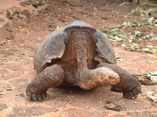A San Diego Island Tortoise at the Darwin Center