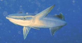 The strange shape of a sharksucker becomes a familiar sight off Moorea.