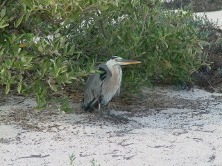 A familiar bird, the Great Blue Heron is widespread throughout our travels