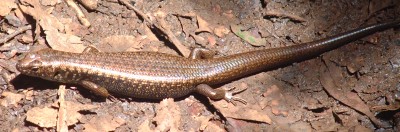A smooth-scaled skink in the Queensland forest