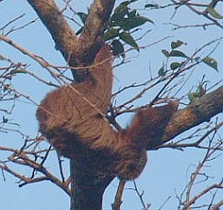 A Two-toed Sloth moves slooooowly along a branch