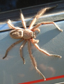 A "primitive" spider on our car
