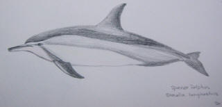 Spinner dolphin. Drawing by Sue Hacking