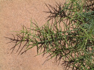 A spiny branch of the Espino plant borders a beach trail on Bartolome
