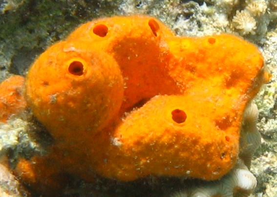 sponges in ocean. One of many bright sponges
