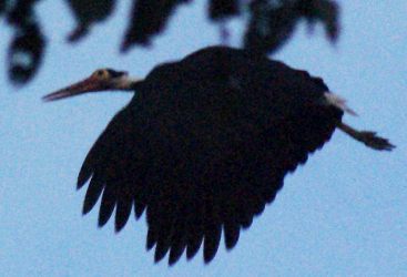 Wild Storm's Stork, in flight, Borneo